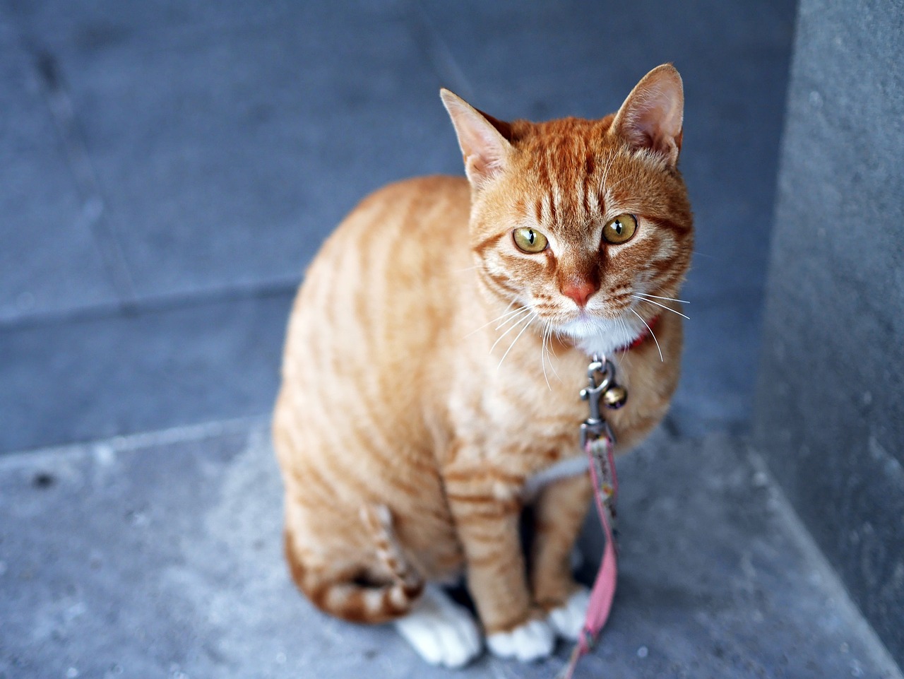 Understanding the Unique Nature of the Munchkin Cat